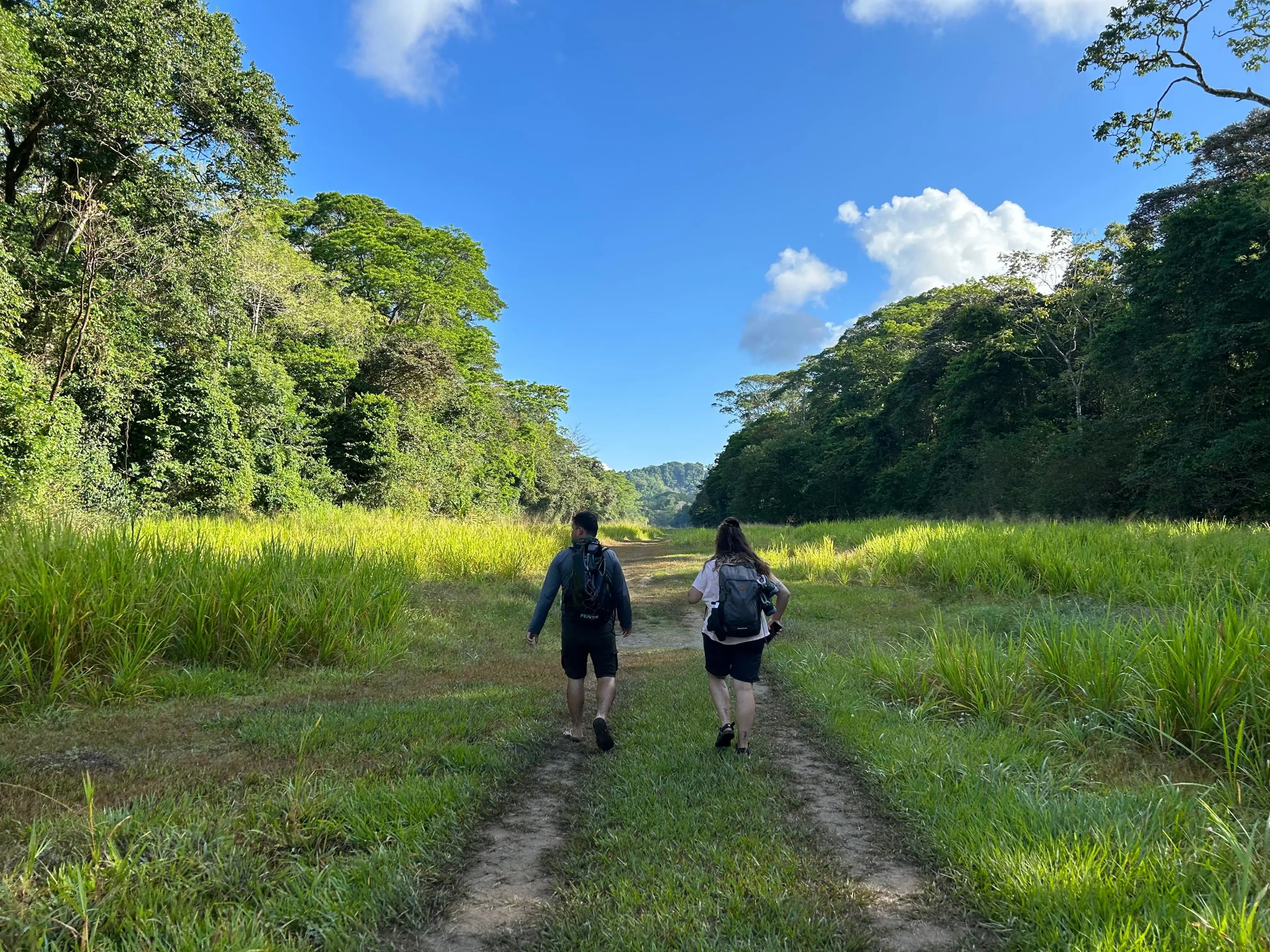 A colorful tropical bird perched on a branch.