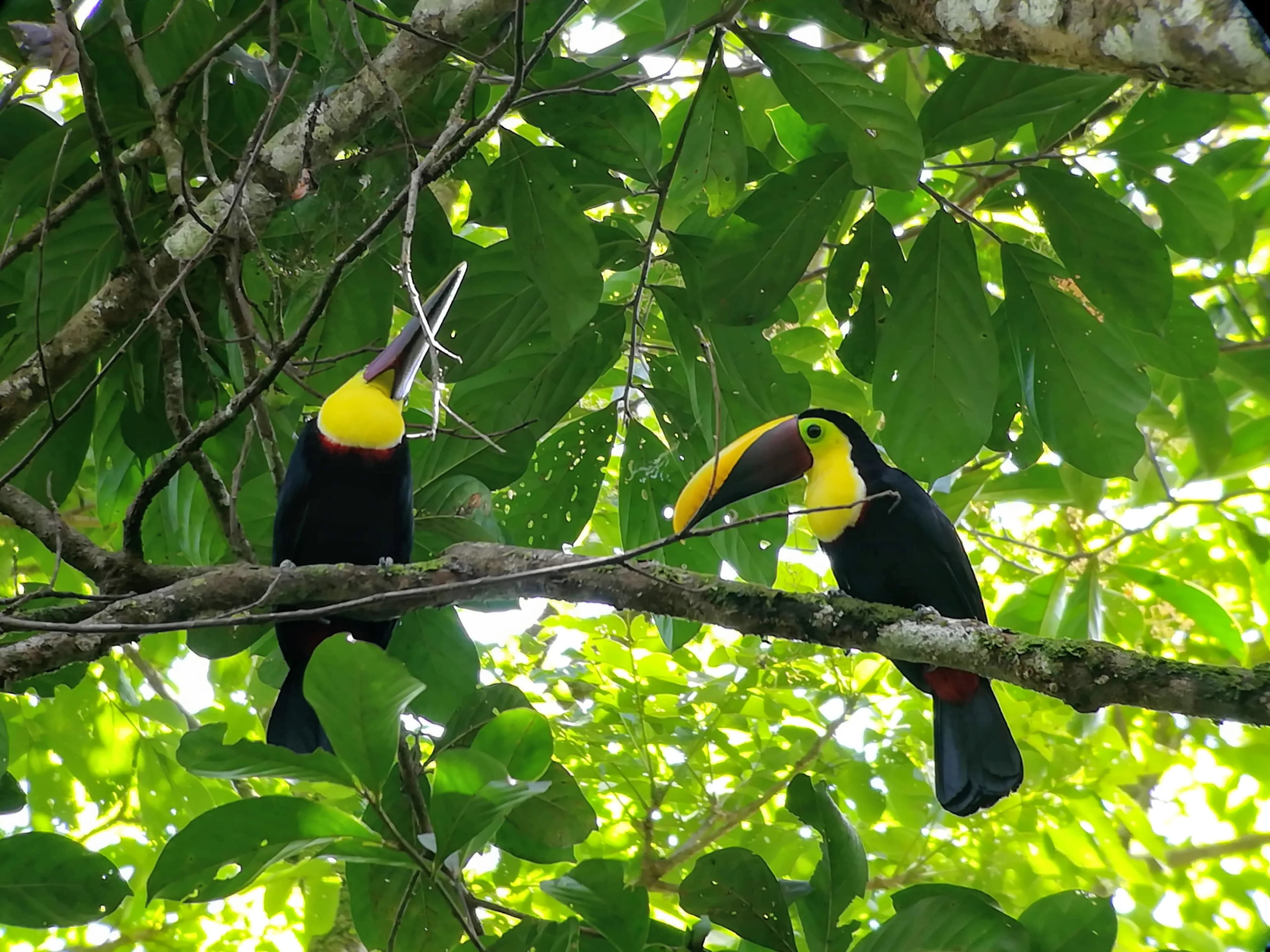 Hikers on a beach trail in Corcovado.