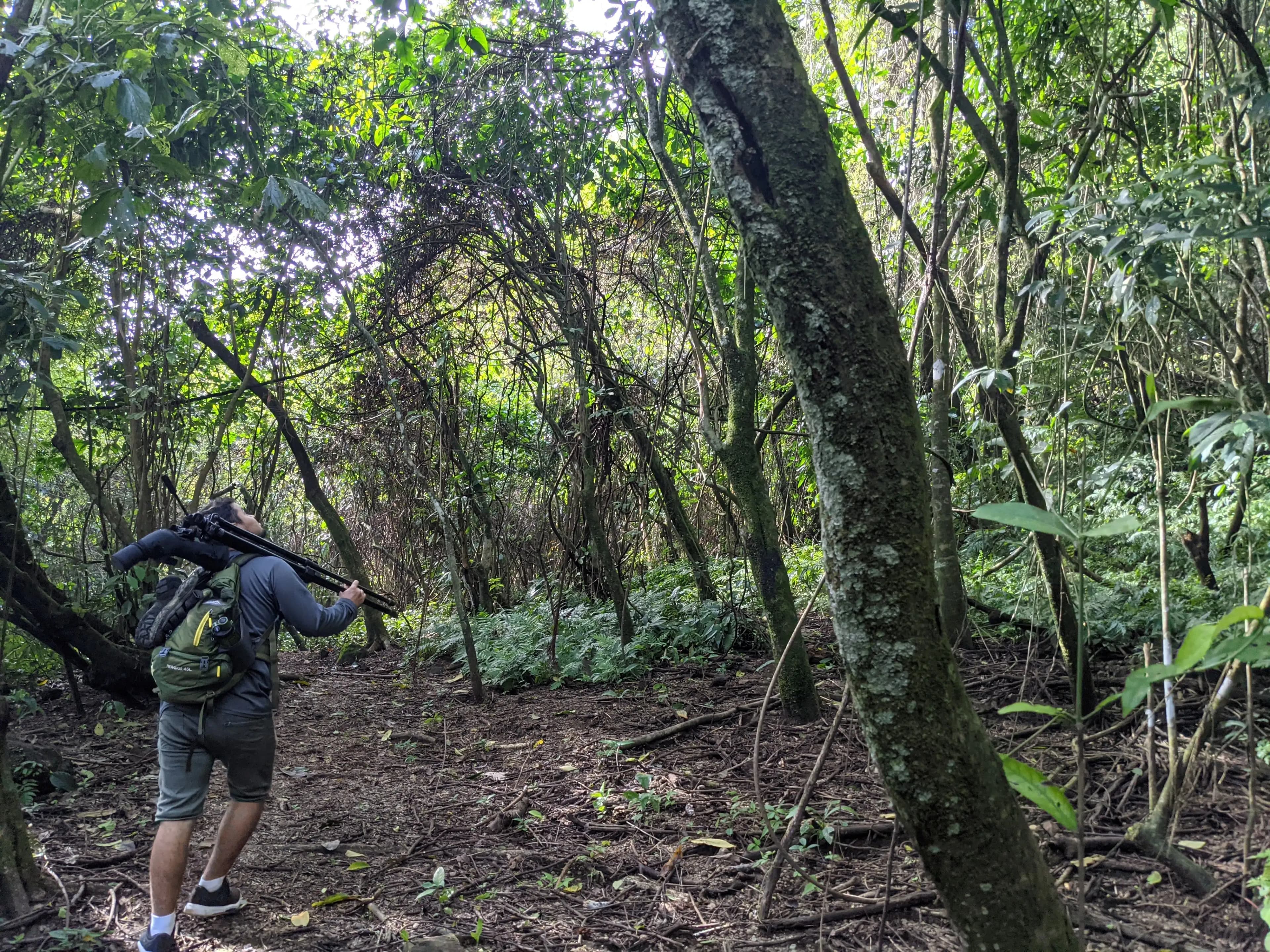 A jungle trail near La Leona.