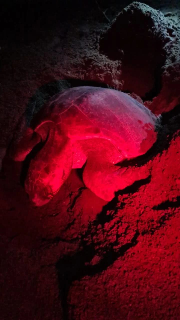 A group of hikers on the beach.