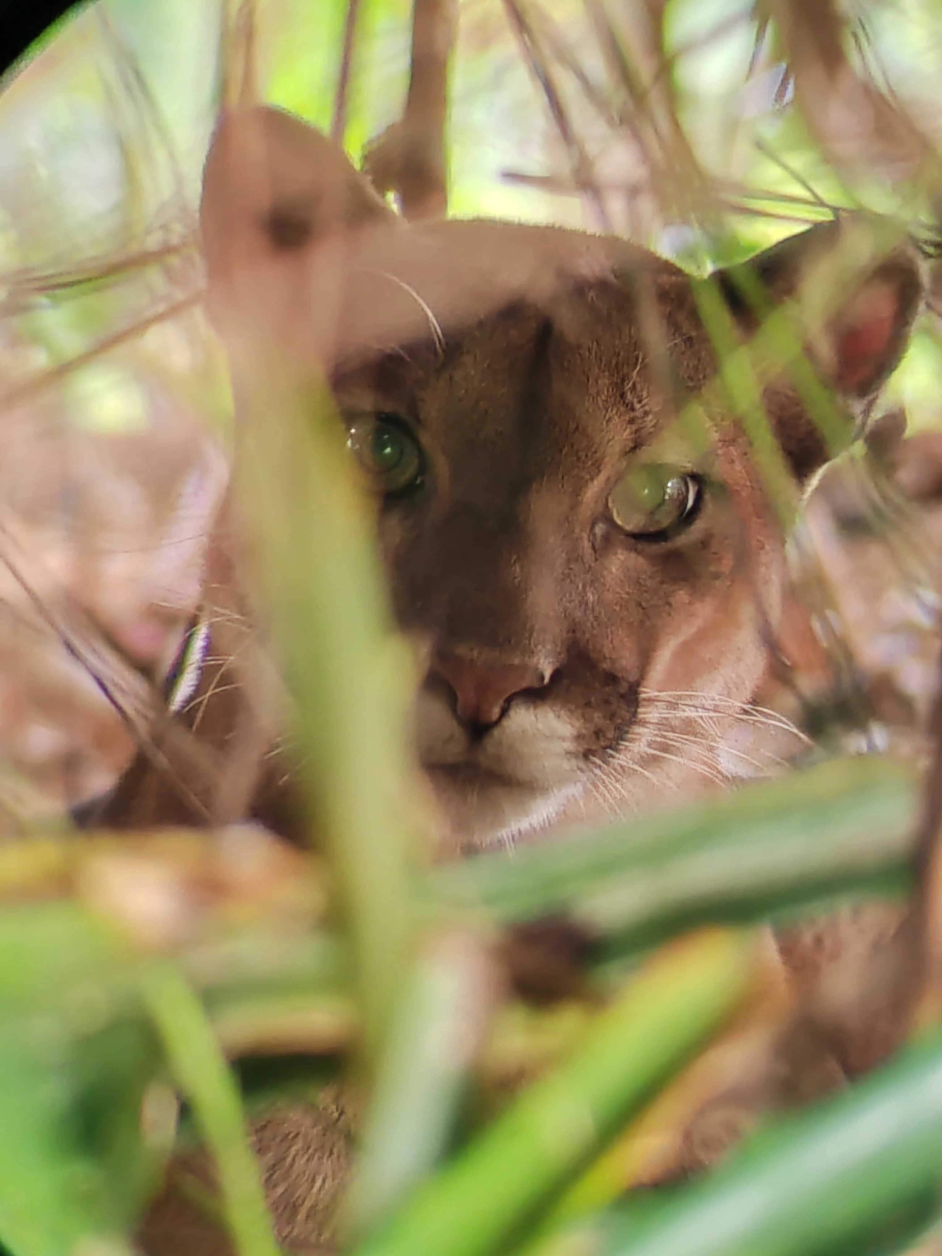 Image 5 for PJ-Sirena-PJ tour.