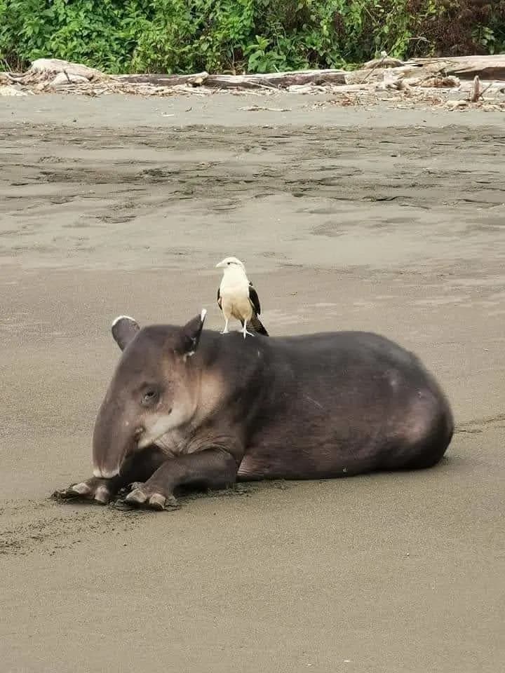 A tapir near the Sirena river.