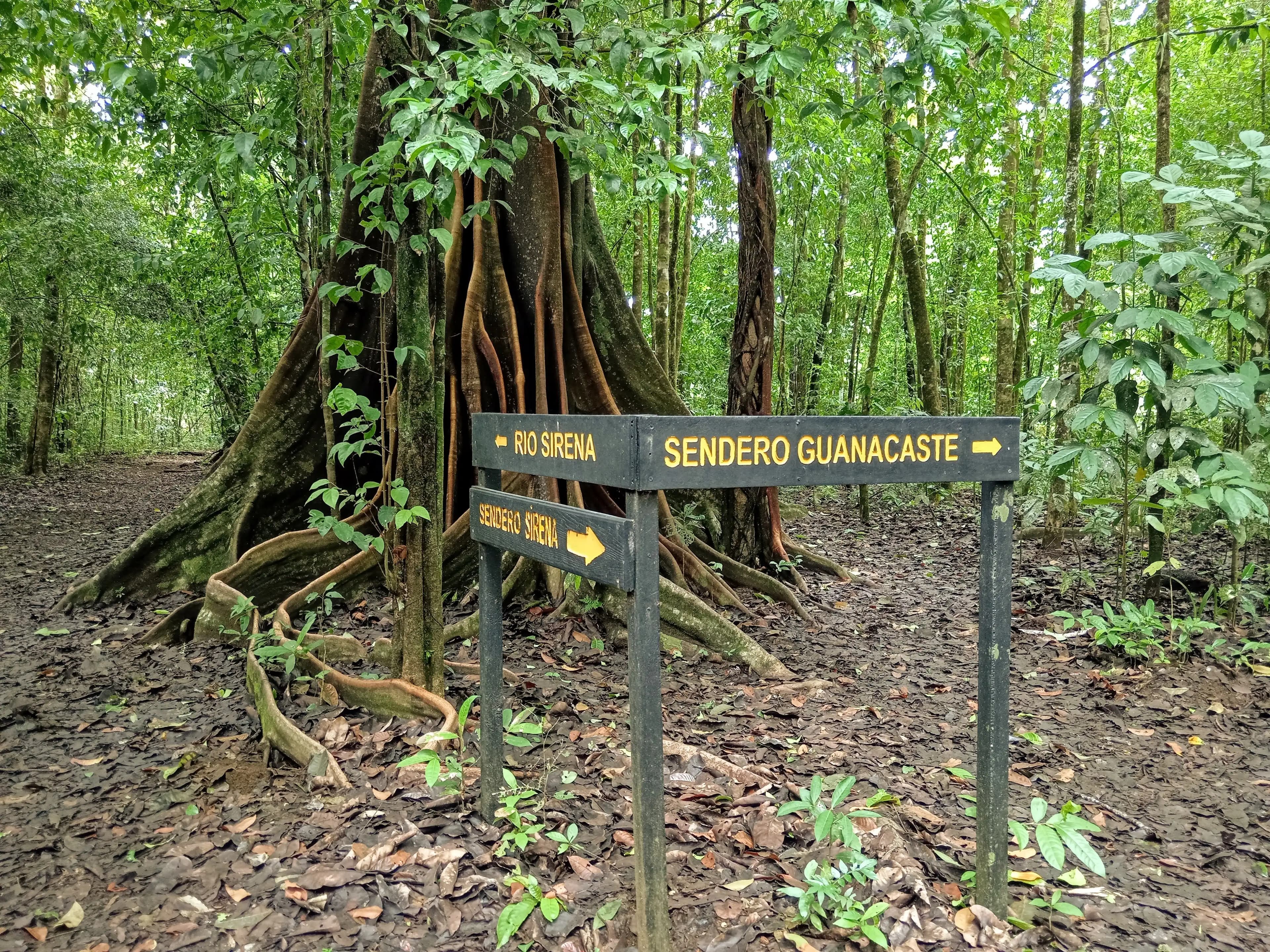 The dense jungle of Sirena, Corcovado.