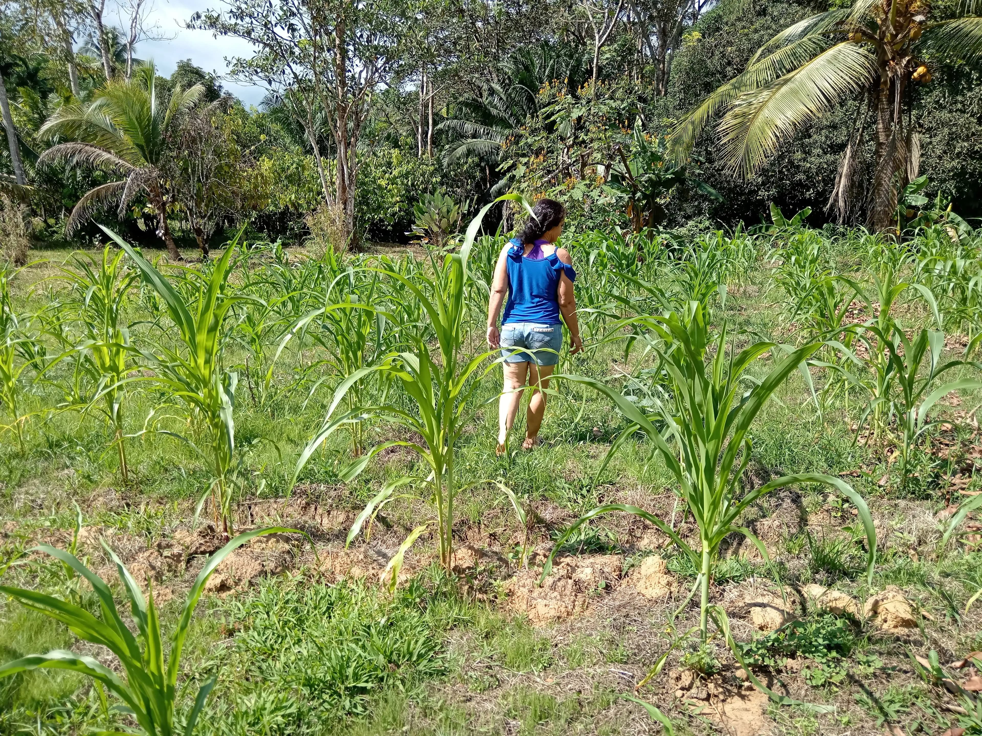 A person grinding sugarcane in a traditional trapiche.