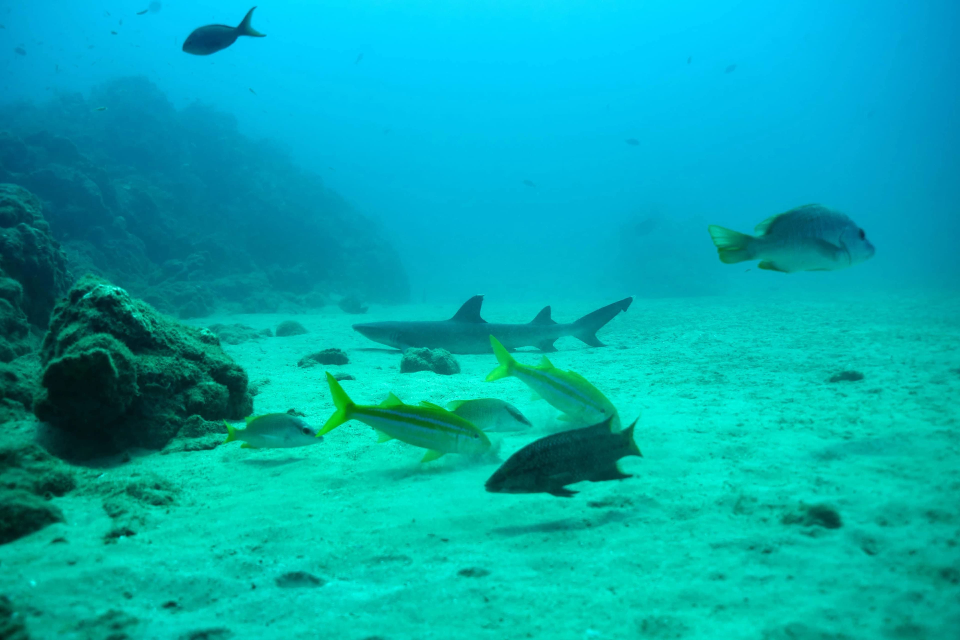 A scuba diver exploring a deep coral reef with a white-tip shark nearby.
