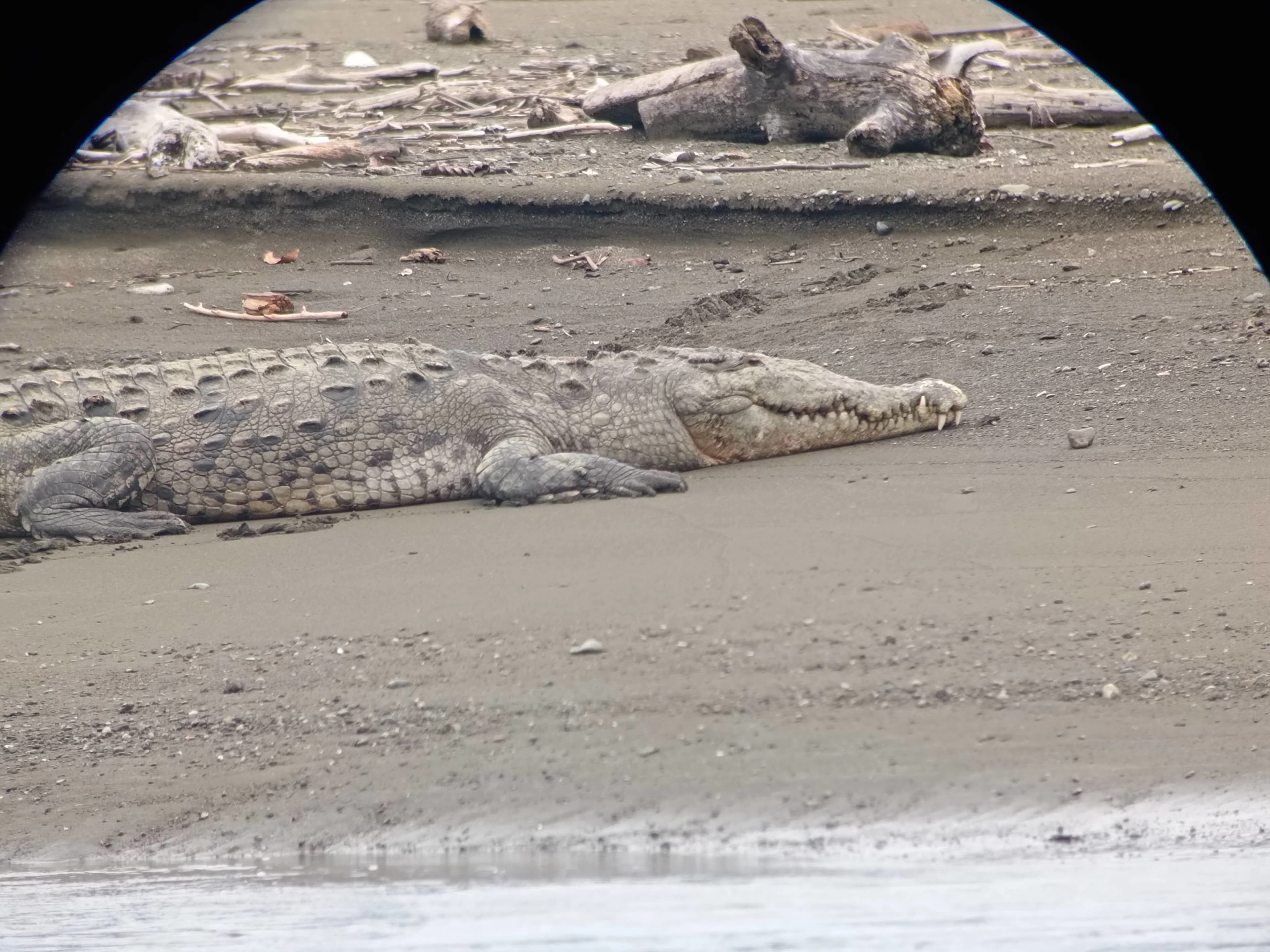 A large crocodile resting on the bank of a river.