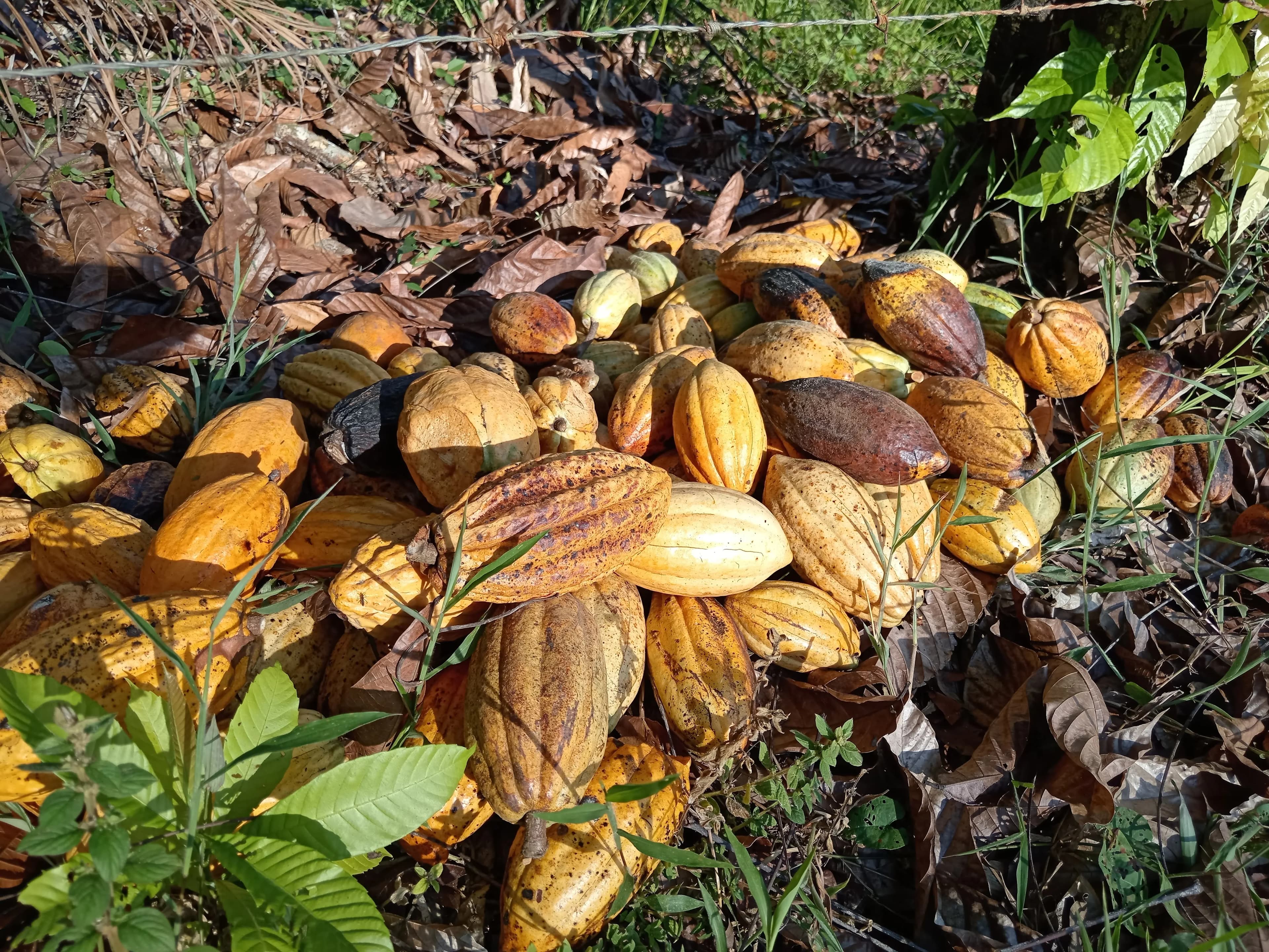 A hand holding open a cacao pod, revealing the beans inside.